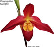 phragmipedium 059.jpg